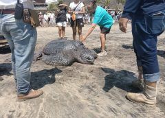 Reubican tortuga laúd varada por mar de fondo en las costas de Oaxaca