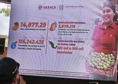 Oaxaca primer lugar en la producción de mango destinado a la exportación