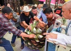 Celebran el Día de la y el Magueyero Oaxaqueño con concurso “La Piña de Maguey Más Pesada”