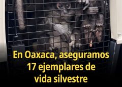 Profepa asegura 17 ejemplares de vida silvestre en la Ciénega, Zimatlán, Oaxaca.