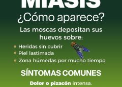Pide SSO prestar atención en heridas para prevenir contagio de miasis por gusano barrenador en personas